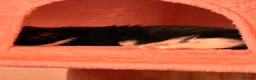 Mixed Breed cats for sale: 4 Beautiful Kittens are available to move in! - Advert 14