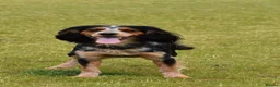 Cocker Spaniel dogs for stud: KC BrowFarm Black Magic (working cocker spaniel) - Advert 2