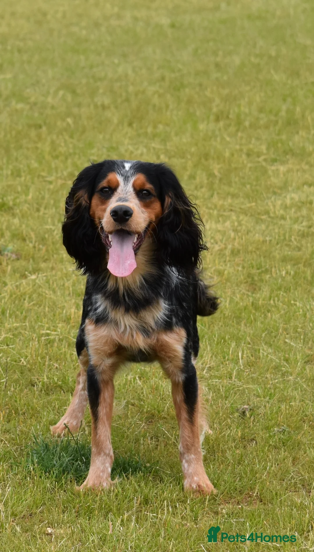 Cocker Spaniel dogs for stud: KC BrowFarm Black Magic (working cocker spaniel) - Advert 2