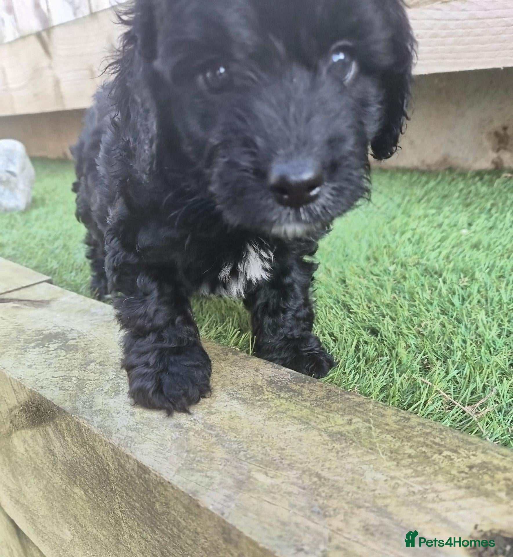 Cockapoo dogs for sale: LAST BOY LEFT ✨️ F1 COCKAPOO PUPPIES ✨️ - Advert 2