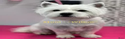 West Highland Terrier dogs for sale: Pedigree KC registered WESTIE puppies in Welshpool - Advert 15