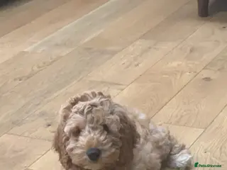 Aussiedoodle dogs Miniature Aussie Double Doddle puppies - Advert 17