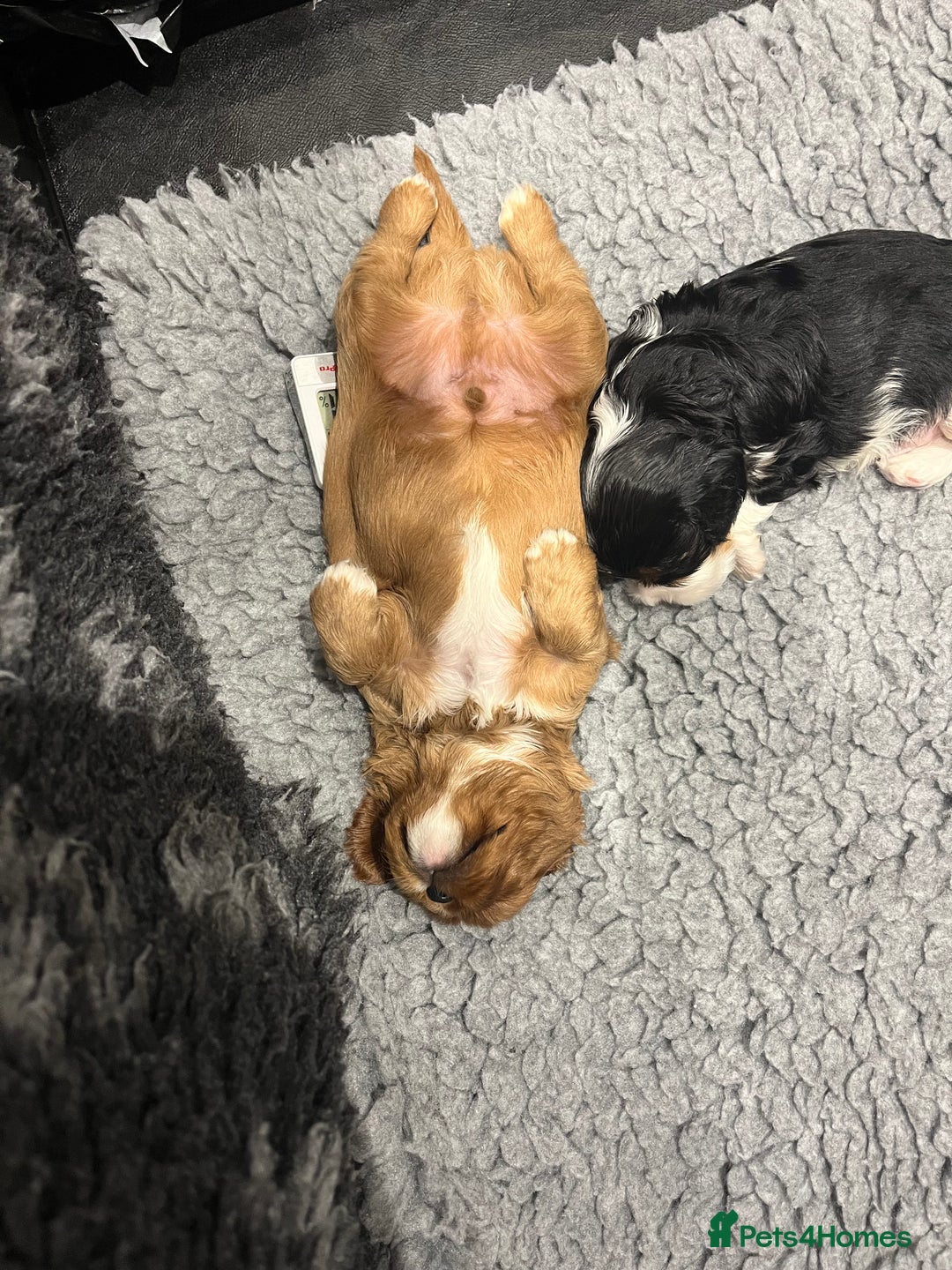 Cavalier King Charles Spaniel dogs for sale: Extensively health tested KC reg cavalier boys - Advert 9