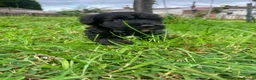 Schnoodle dogs for sale: 🐾 Adorable Schnoodle Puppies 🐾 - Advert 29