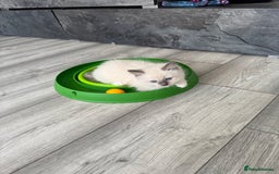 Ragdoll cats for sale: Ragdoll kittens - Image 6
