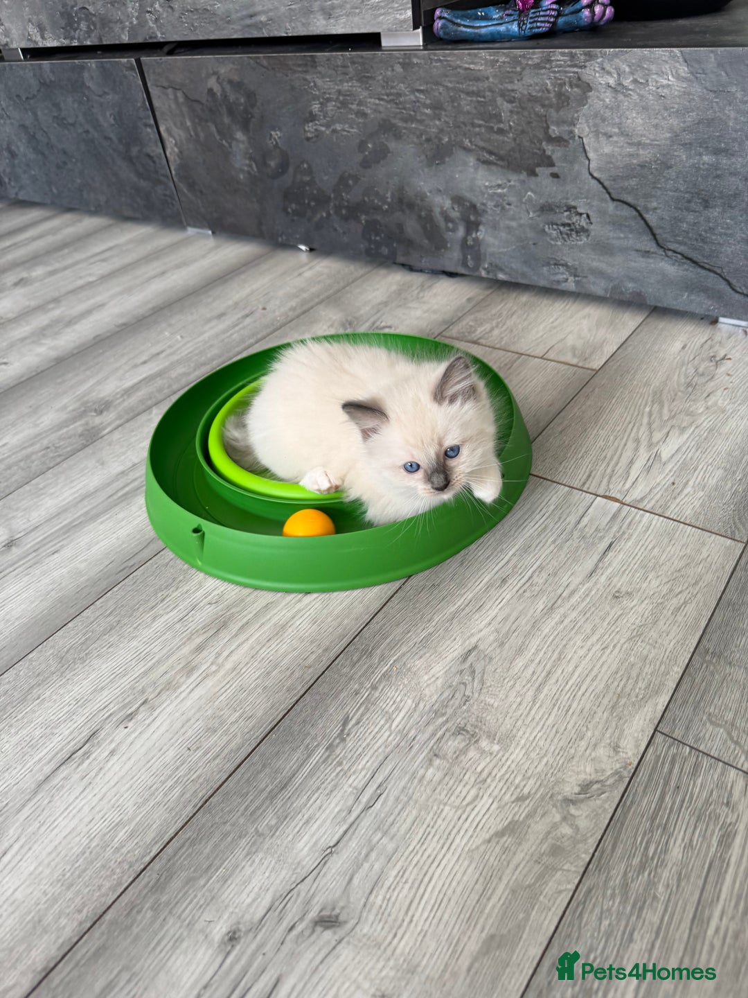 Ragdoll cats for sale: Ragdoll kittens - Image 6