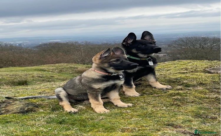 German Shepherd dogs - Advert 3