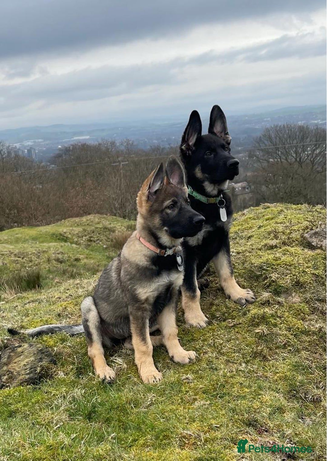 German Shepherd dogs for sale: CZECH DDR WEST GERMAN OLD BLOODLINE KC - Image 10