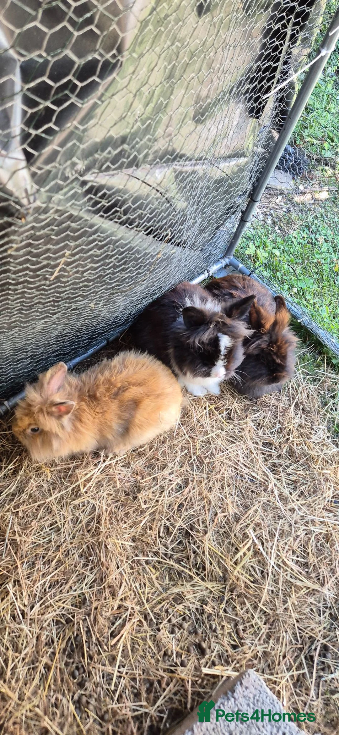 Mixed Breed rabbits for sale: Mixed breed lionheads 2 females  - Advert 2