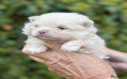 Pomeranian dogs for sale: BEAUTIFUL POMERANIAN BOYS 🧸 FACED PUPPIES!! - Image 9
