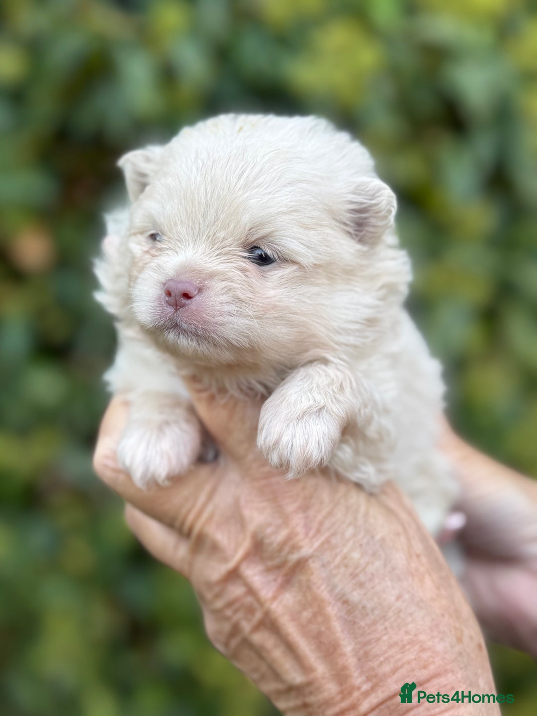 Pomeranian dogs for sale: BEAUTIFUL POMERANIAN BOYS 🧸 FACED PUPPIES!! - Image 9