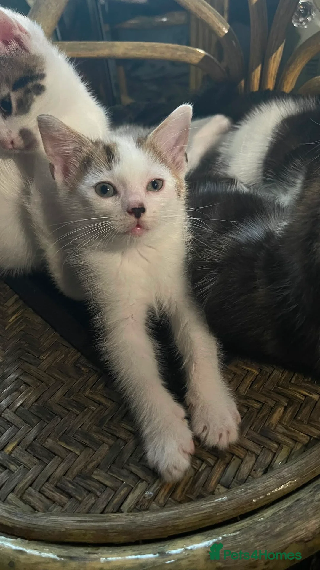 American Shorthair cats for sale: Four Kittens 💖 in Pudsey - Advert 14