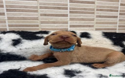 Hungarian Vizsla dogs for sale: 10 Hungarian Vizsla puppies - 6 boys & 4 girls - Image 2