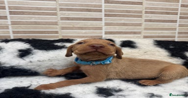 Hungarian Vizsla dogs - Advert 6
