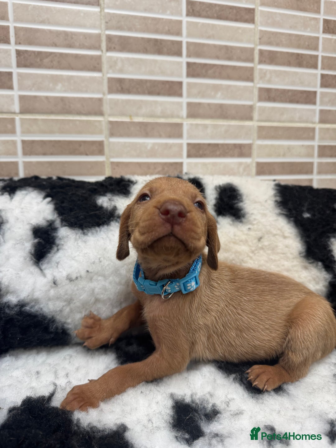 Hungarian Vizsla dogs for sale: 10 Hungarian Vizsla puppies - 6 boys & 4 girls - Image 2