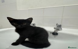 Mixed Breed cats for sale: Kitten - Image 1