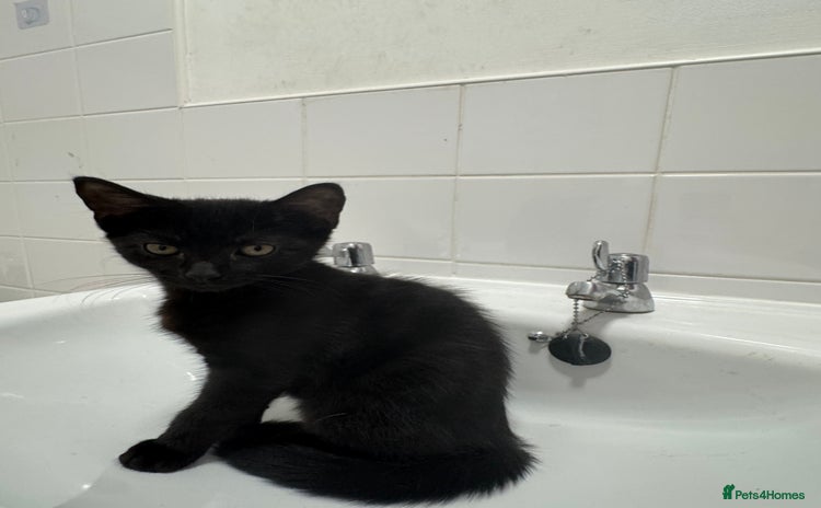 Mixed Breed cats - Advert 15