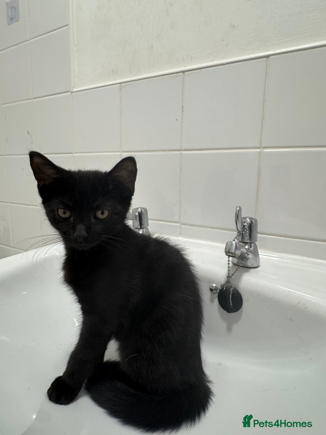 Mixed Breed cats for sale: Kitten - Image 1
