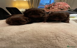 Shih Tzu dogs for sale: Imperial Shih Tzu  - Advert 9