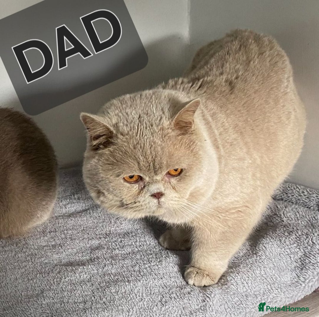 British Shorthair cats for sale: British shorthair kittens  - Image 7