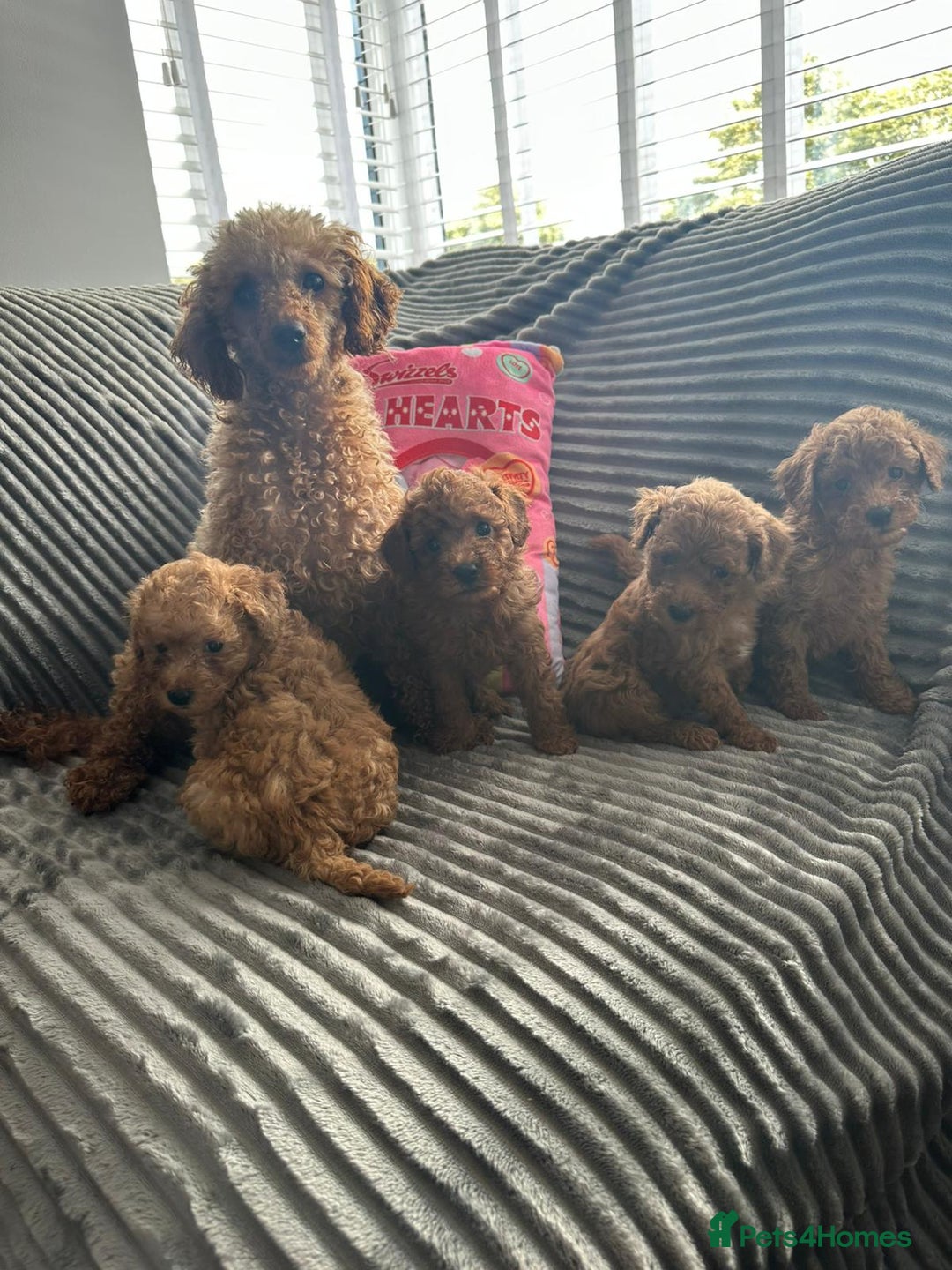 Miniature Poodle dogs for sale: Miniature red poodles 2💙2🩷 - Image 2