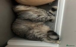 Scottish Fold cats for sale: Pablo Male Scottish Fold - Image 2