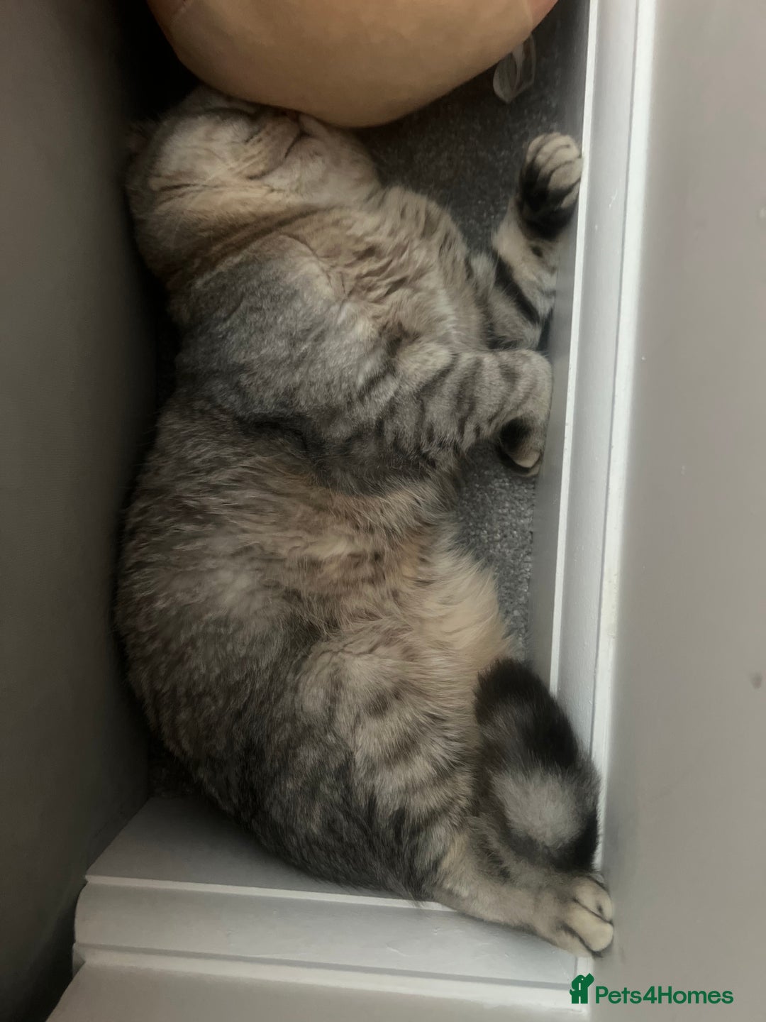 Scottish Fold cats for sale: Pablo Male Scottish Fold - Image 2