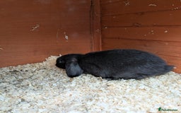 Mini Lop rabbits for sale: Mini lop rabbits - Advert 9