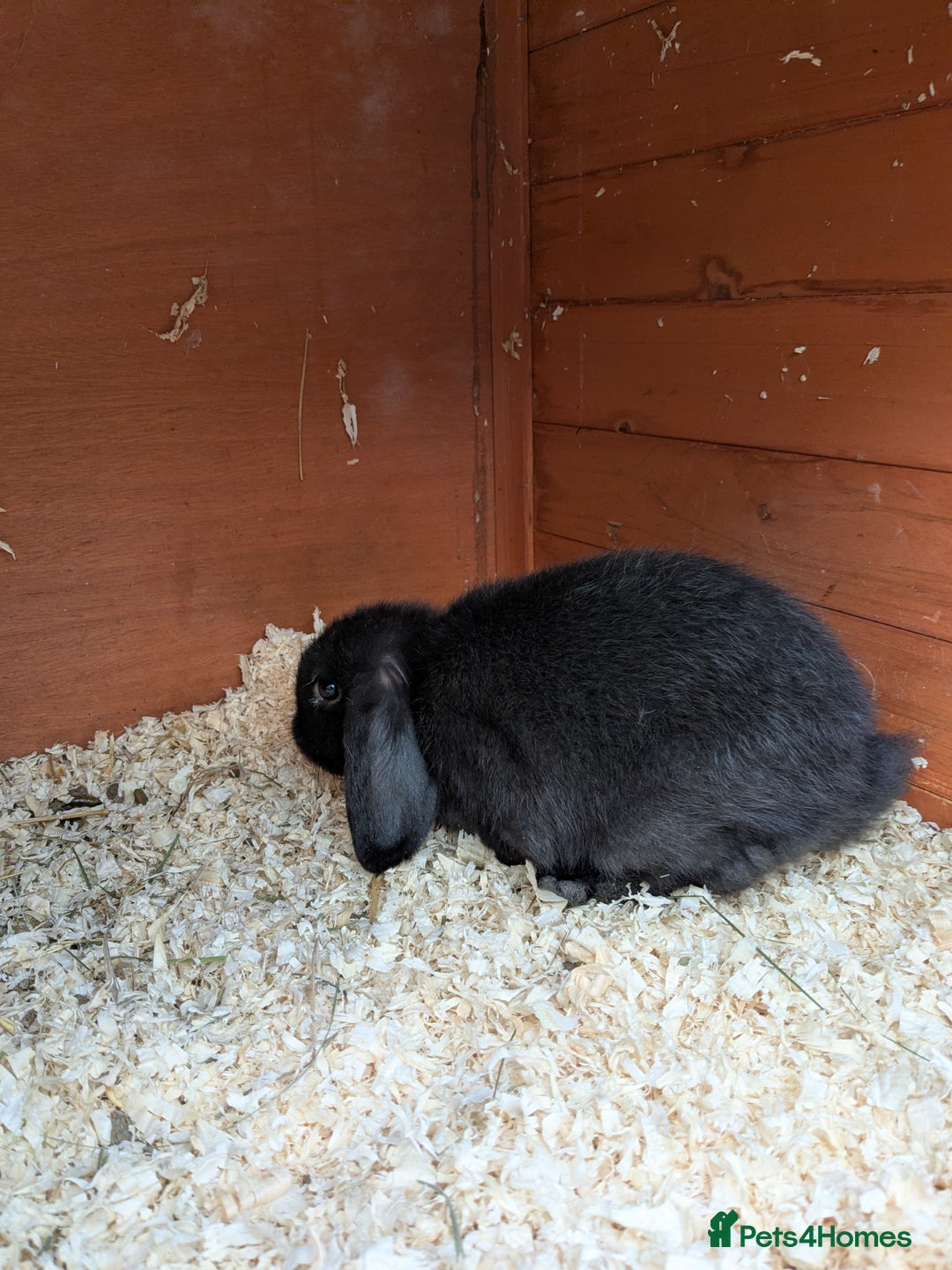 Mini Lop rabbits for sale: Mini lop rabbits - Advert 9