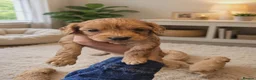 Cavapoo dogs for sale: Beautiful Cavapoo Puppies – 4 Girls & 4 Boys  - Advert 4