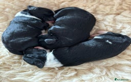 Portuguese Water Dog dogs for sale: Art Nouveau - Image 6