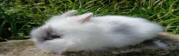 Lionhead rabbits for sale: Stunning DM Lionhead baby rabbits - Advert 14