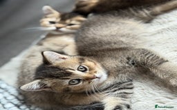 British Shorthair cats for sale: Scottish folds cross blue British - Image 4