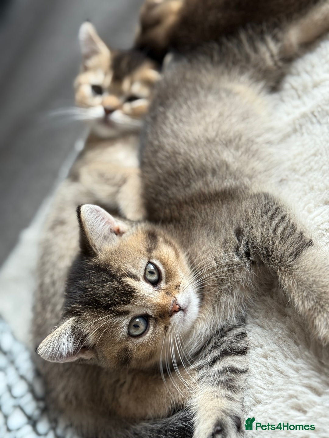 British Shorthair cats for sale: Scottish folds cross blue British - Image 4