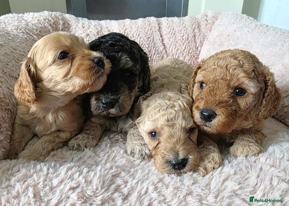 Cockapoo dogs 2 F1b Cockapoo Boys. DNA HEALTH TESTED - Advert 2