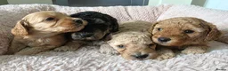 Cockapoo dogs for sale: 2 F1b Cockapoo Boys. DNA HEALTH TESTED - Advert 6