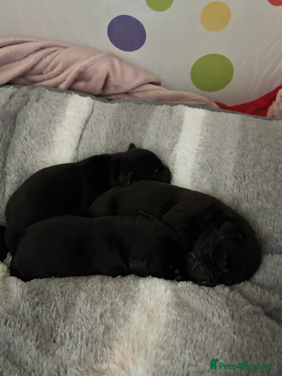 Springador dogs for sale: Female Springador Puppies - Advert 2