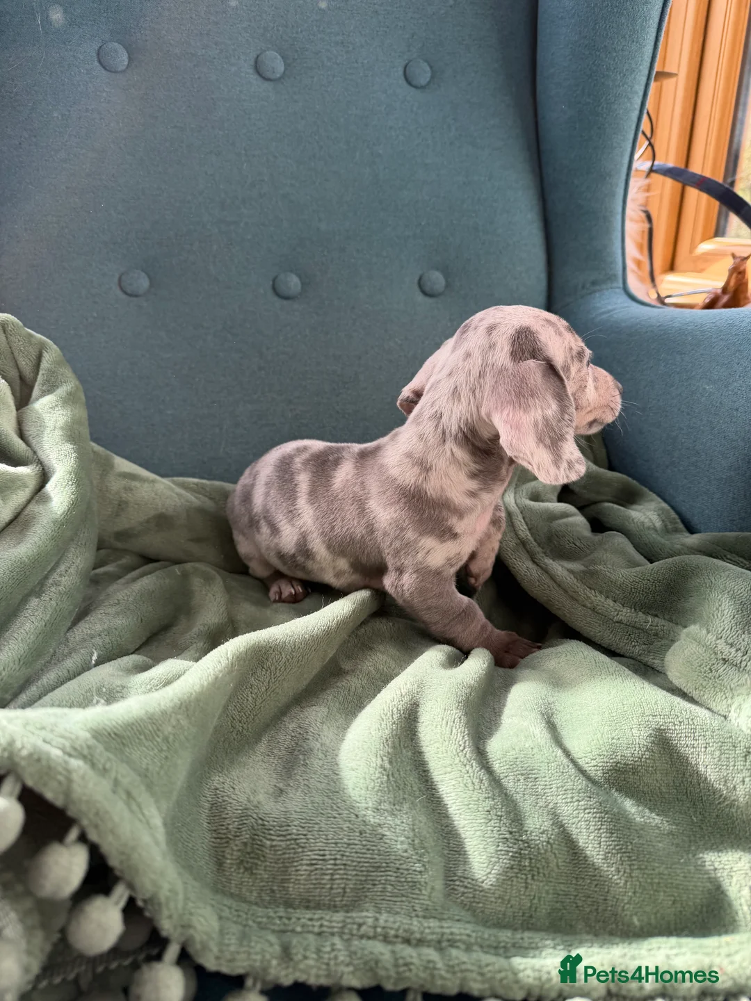 Miniature Dachshund dogs for sale: Miniature dachshund puppies  in Bucknell - Advert 7