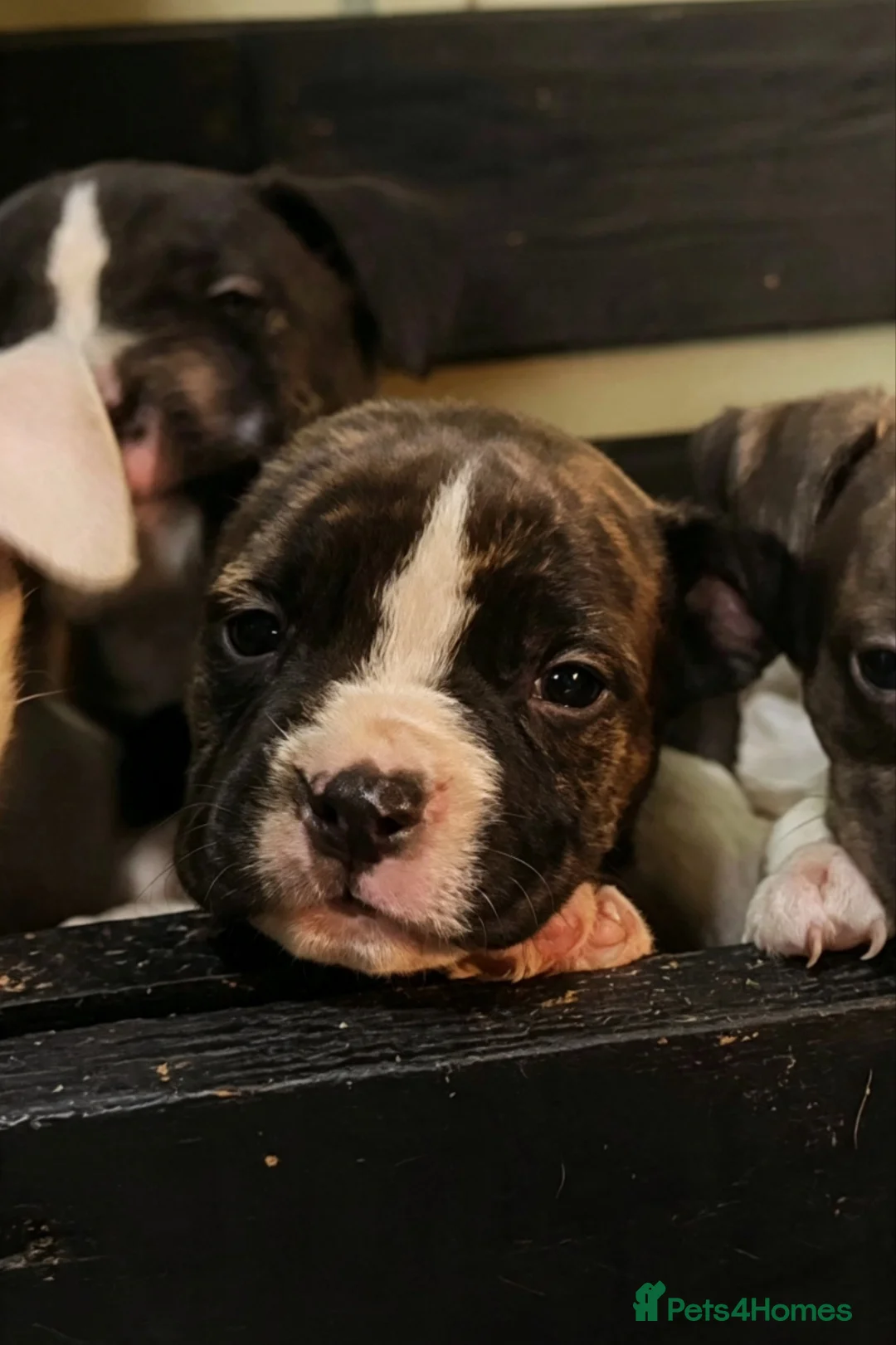Mixed Breed dogs for sale: Mixed bred Staffordshire mix  in Letchworth Garden City - Advert 2