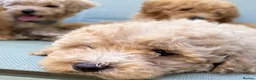 Mixed Breed dogs for sale: Rare Stunning Toy Cavapooshon Family Bred Puppies in Maidstone - Advert 38