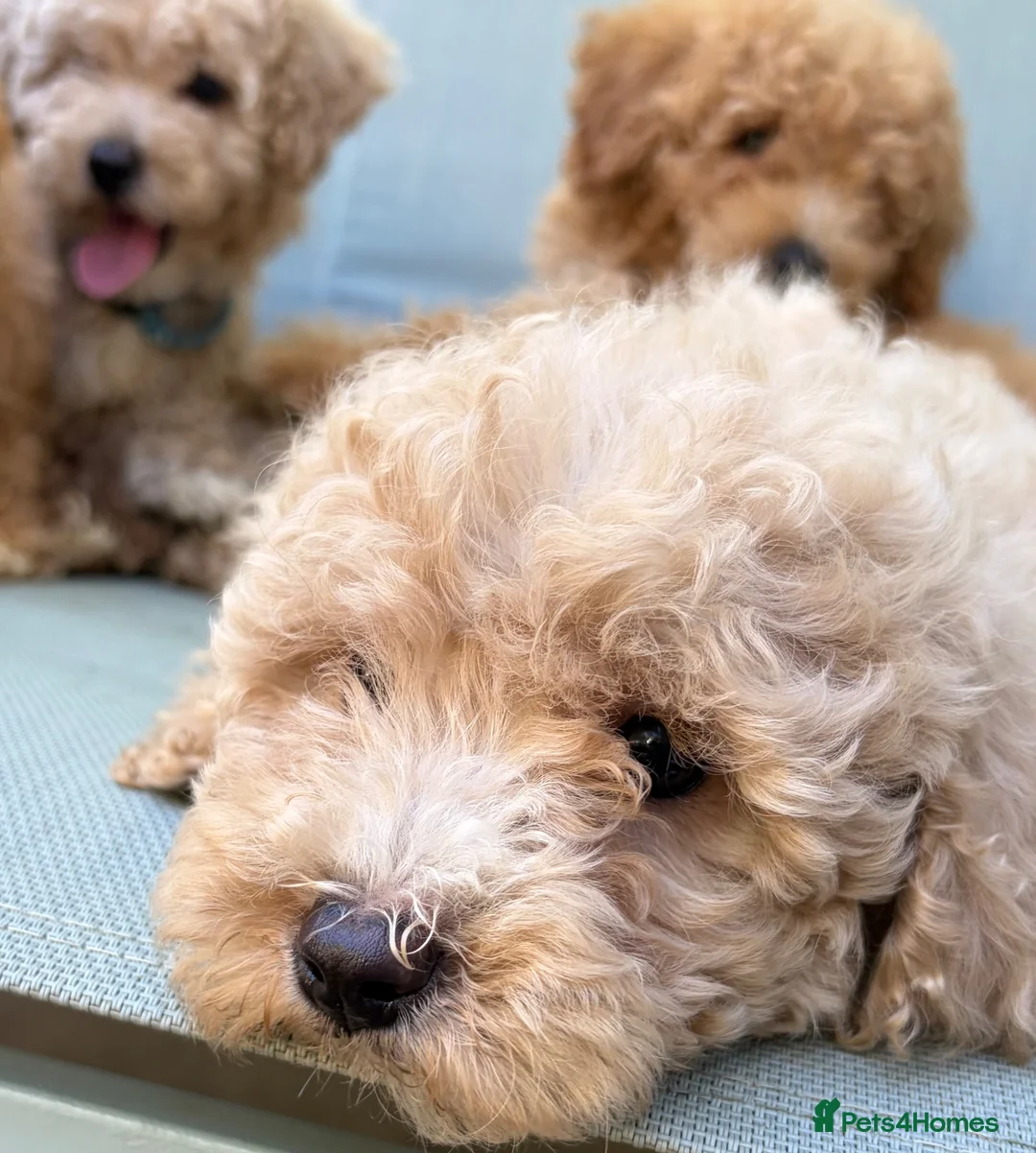Mixed Breed dogs for sale: Rare Stunning Toy Cavapooshon Family Bred Puppies in Maidstone - Advert 38