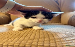 Mixed Breed cats for sale: Adorable mixed breed kittens in Kent! - Image 8