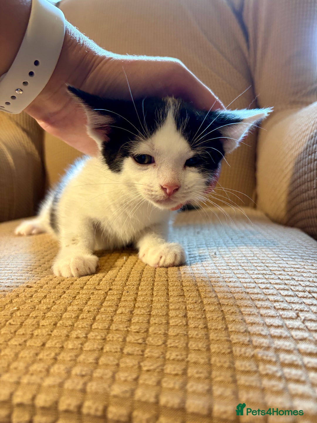 Mixed Breed cats for sale: Adorable mixed breed kittens in Kent! - Image 8