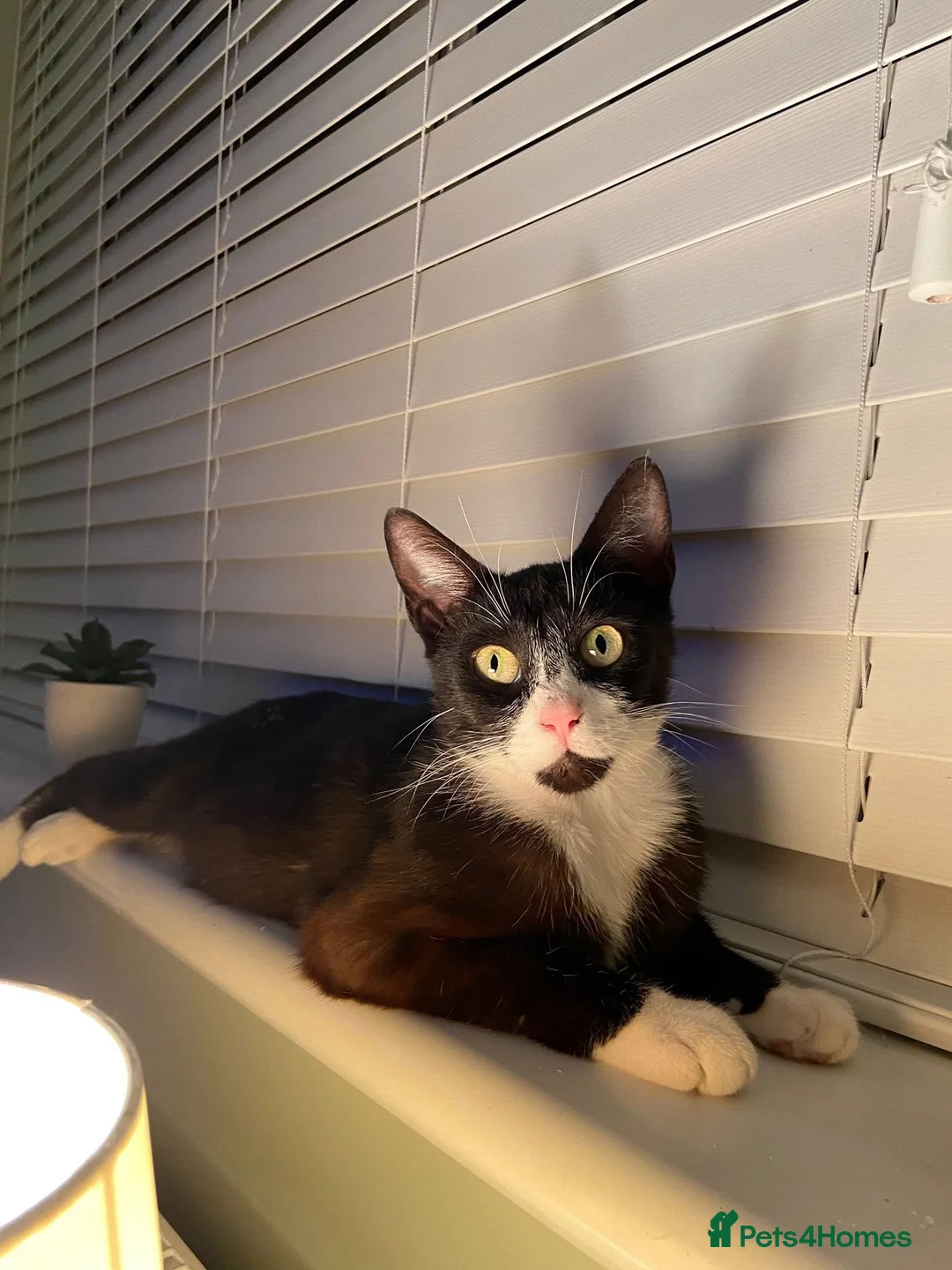 Mixed Breed cats for sale: Isla - Only animal home needed!!! - Advert 1