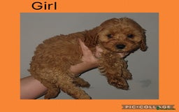 Cavapoo dogs for sale: 5 Cavapoo puppies - Ready now! - Image 5