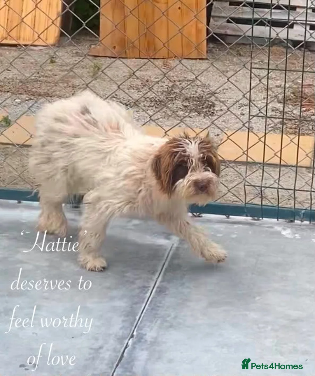 Mixed Breed dogs for adoption: Hattie. 5 yrs approx. Reserved STC.  - Advert 2