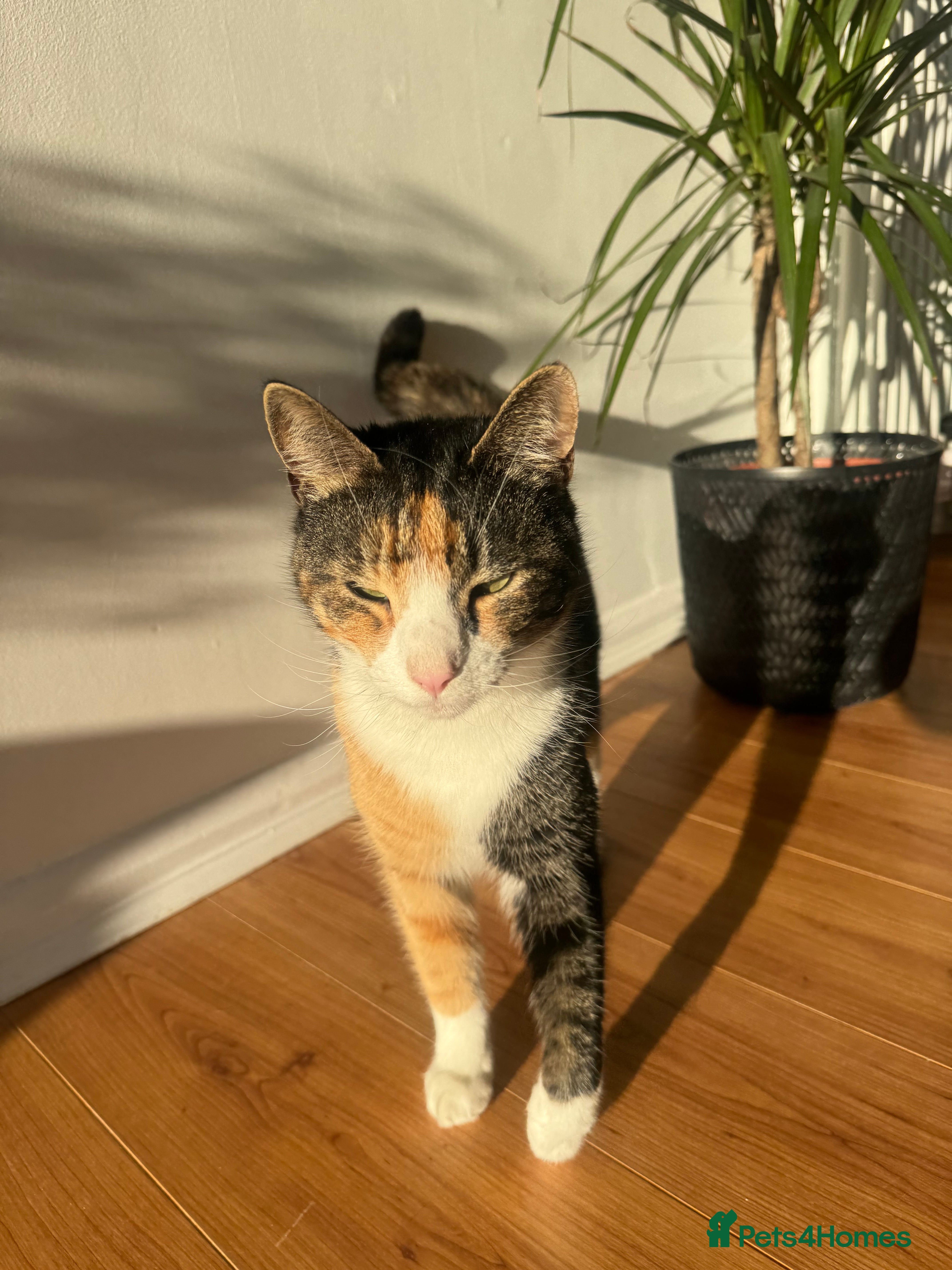 Mixed Breed cats Beautiful female  - Advert 1