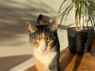 Mixed Breed cats Beautiful female - Advert 3