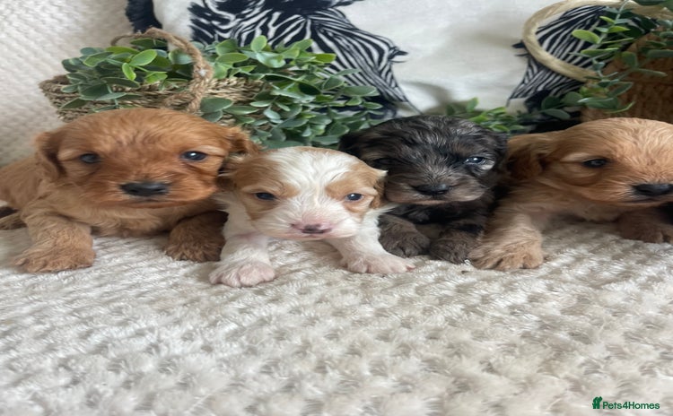 Cavapoo dogs - Advert 1