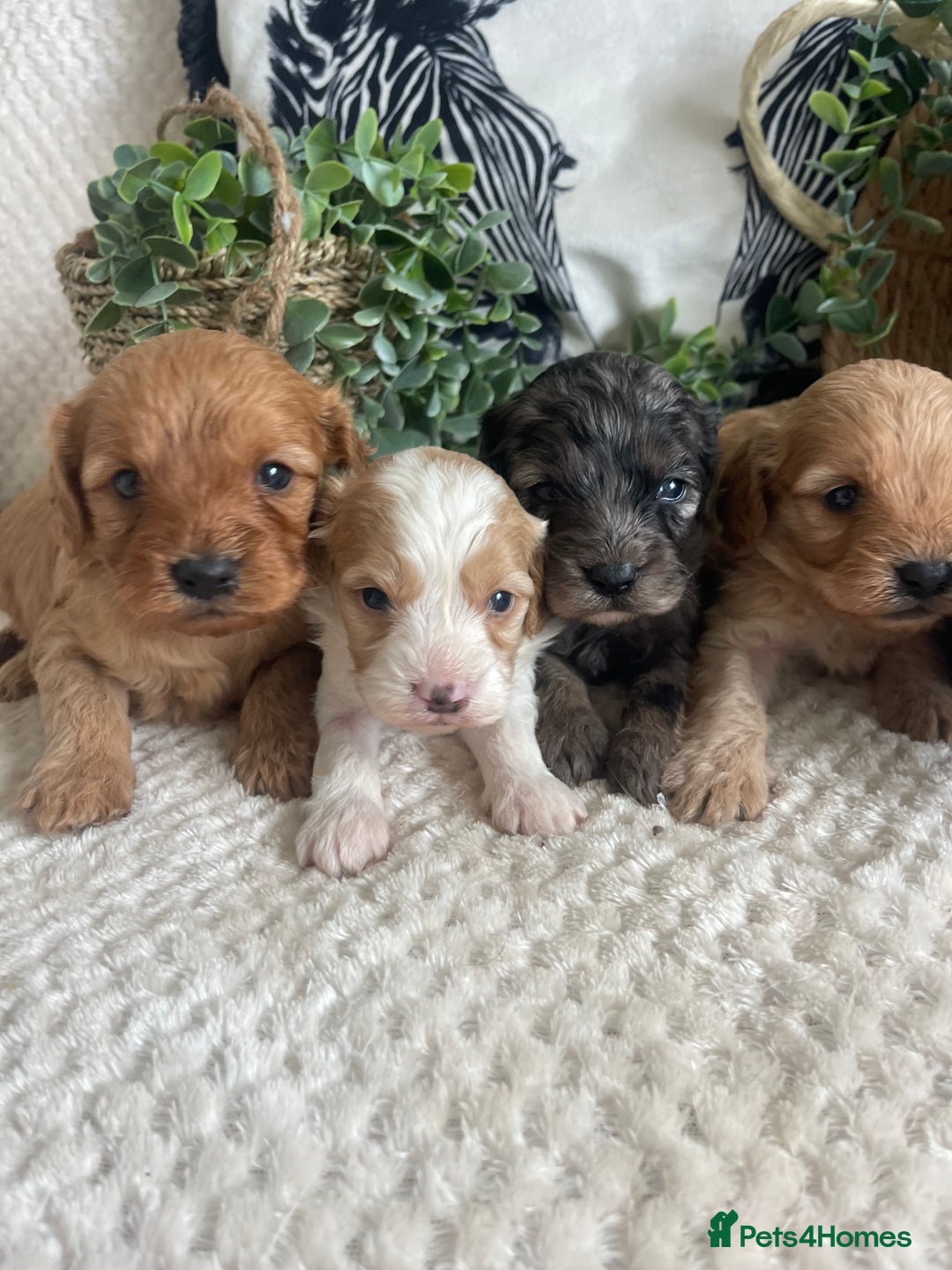 Cavapoo dogs for sale: STUNNING DNA TESTED CAVAPOOS - Image 1